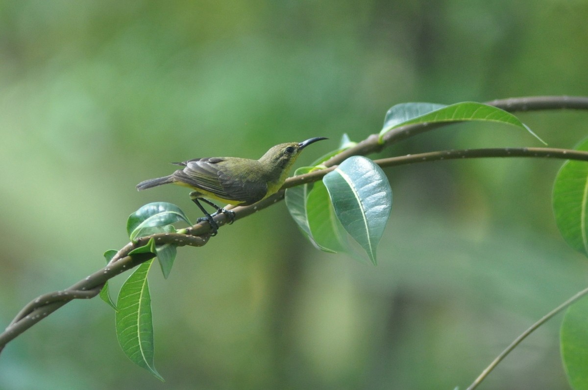 黃腹花蜜鳥 - ML82003801