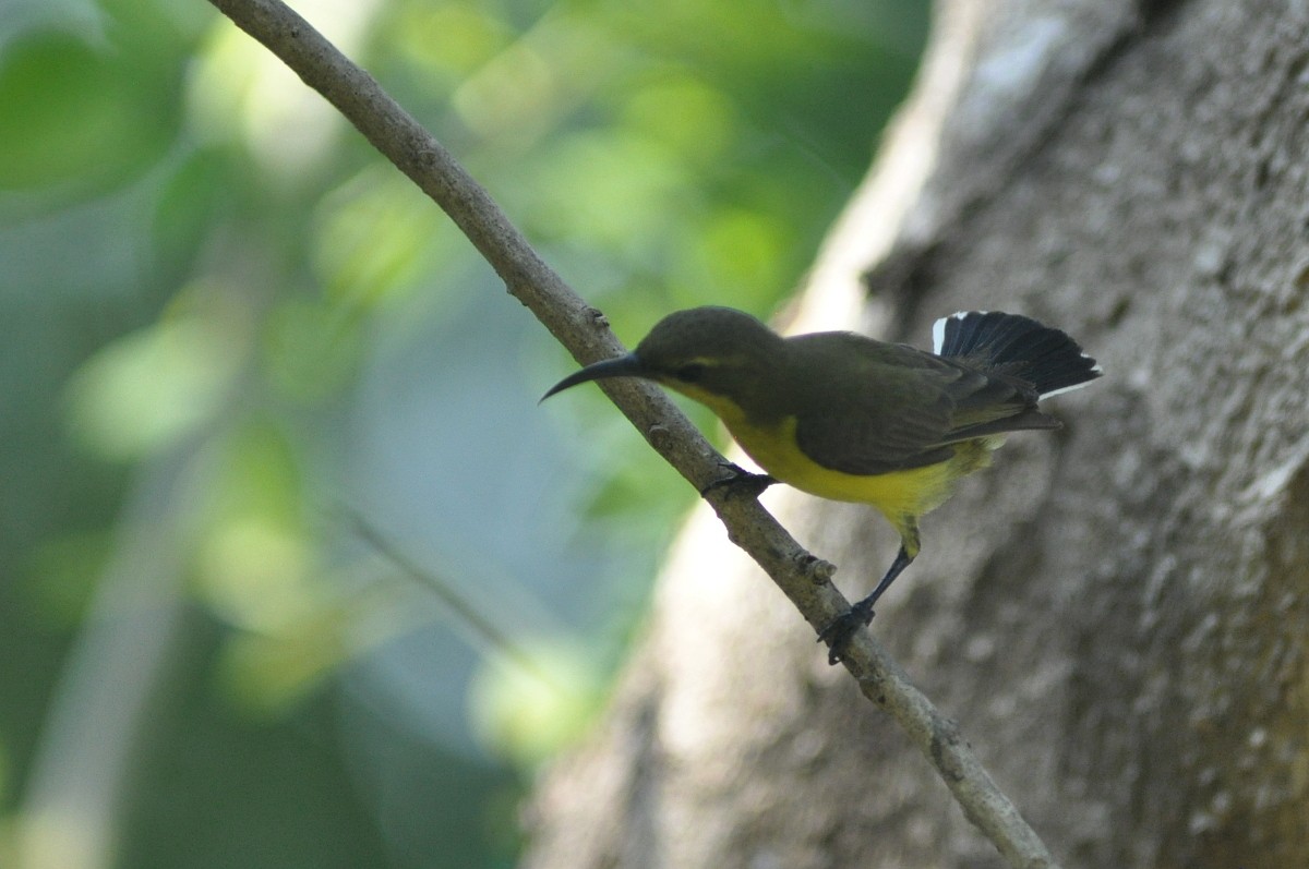 Ornate Sunbird - Kalle Rainio