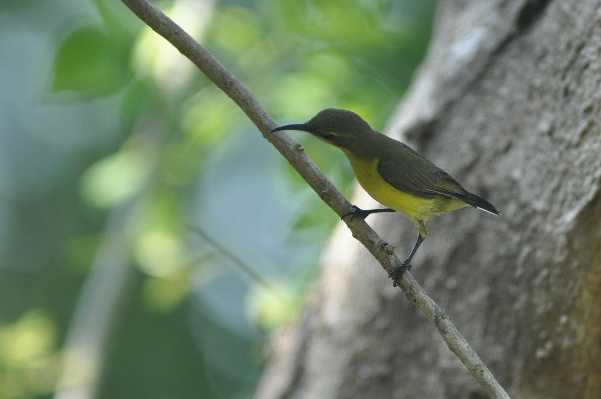 黃腹花蜜鳥 - ML82003821