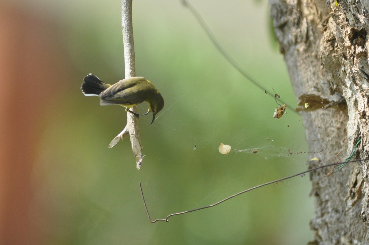 Ornate Sunbird - ML82003831