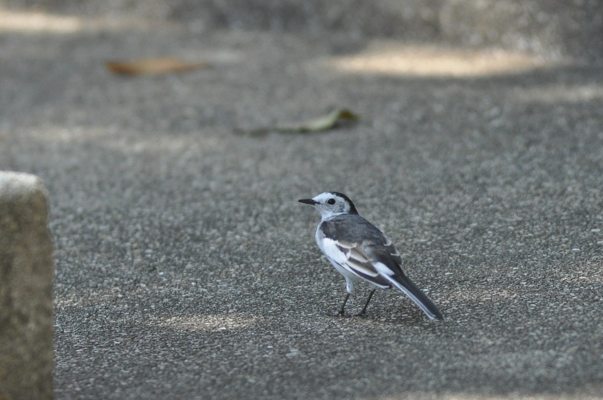 White Wagtail (Chinese) - ML82003861