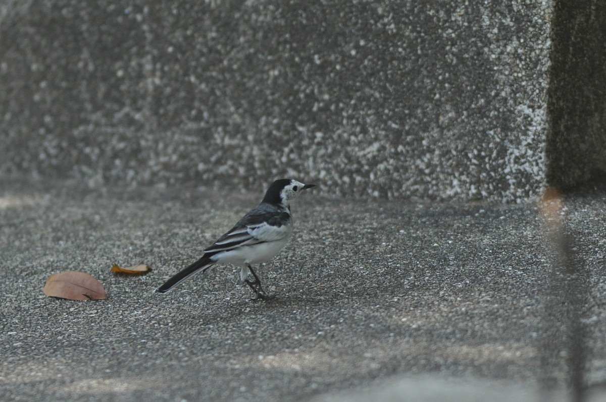 White Wagtail (Chinese) - ML82003871