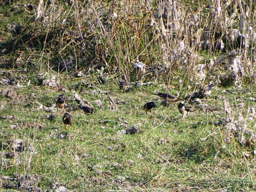 Common Myna - ML82003881