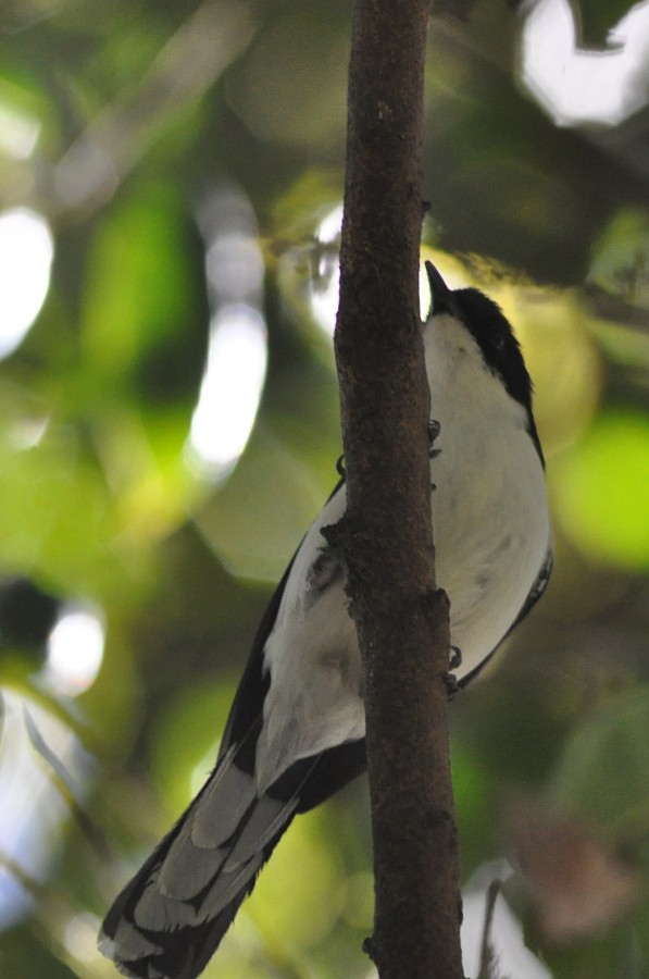 Black-backed Sibia - ML82003901