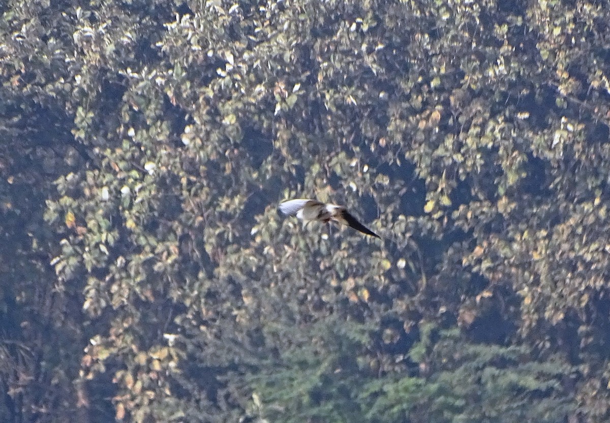 Black-winged Kite - Sreekumar Chirukandoth