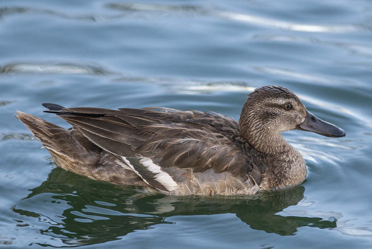 Garganey - Bernardo Alps