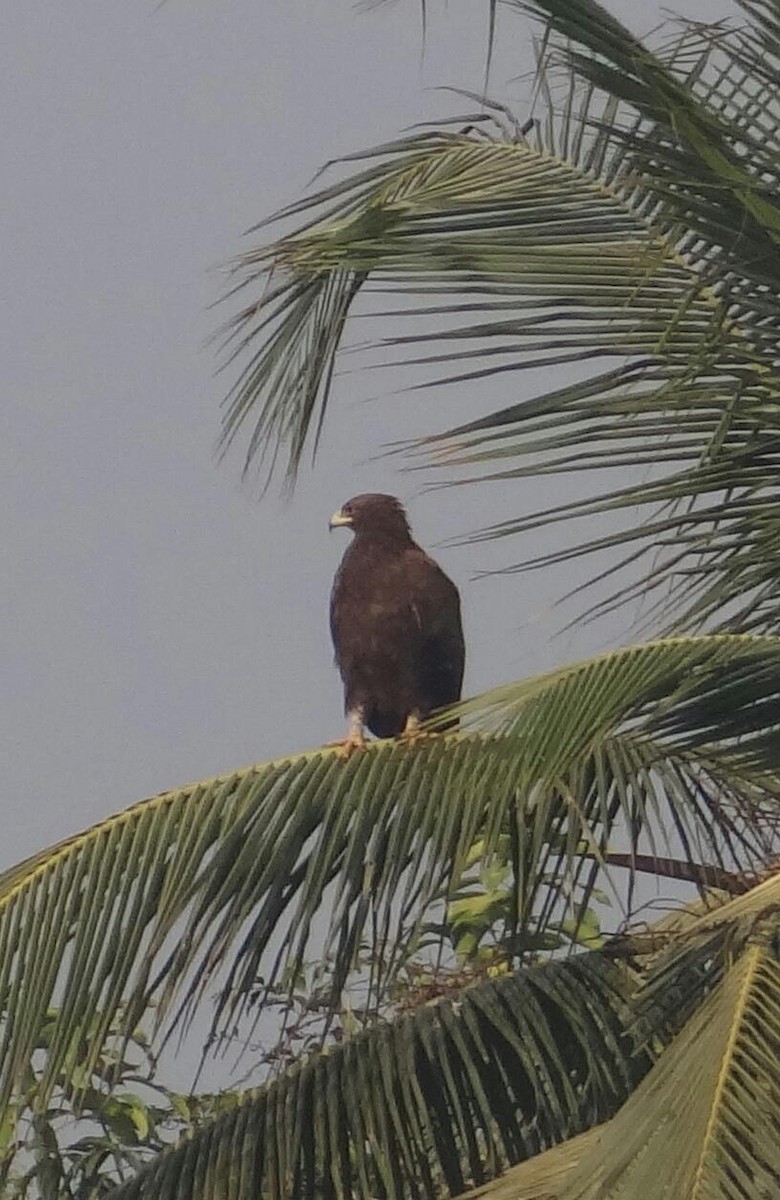 Бор бүргэд - ML82004971