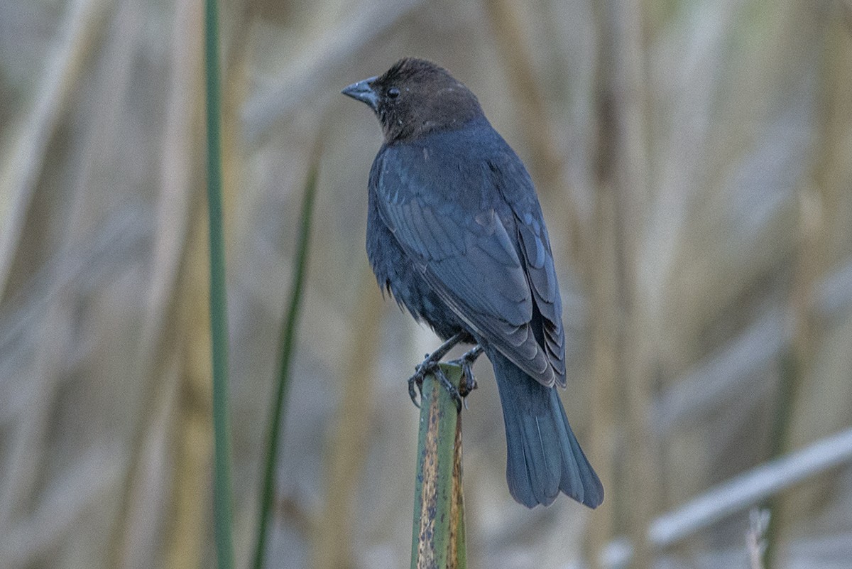 Brown-headed Cowbird - ML82005191