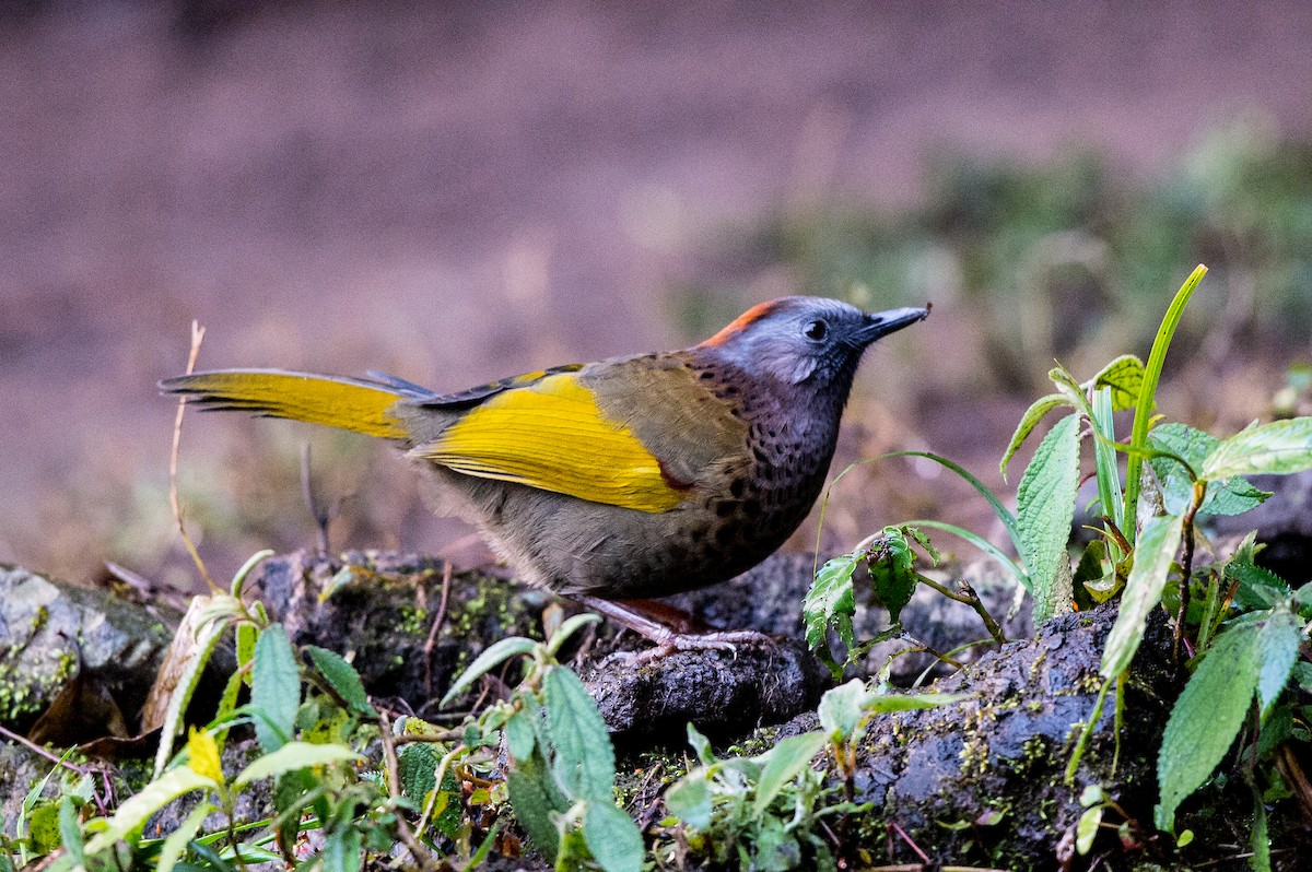 Assam Laughingthrush - ML82005491