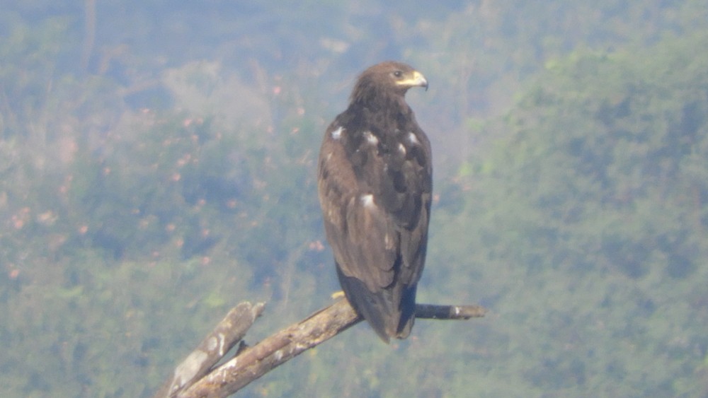 Greater Spotted Eagle - Tarachand Wanvari