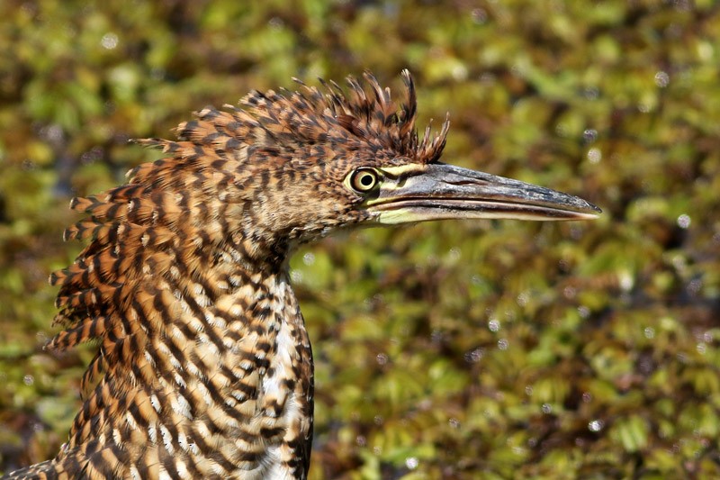 Rufescent Tiger-Heron - ML82008321