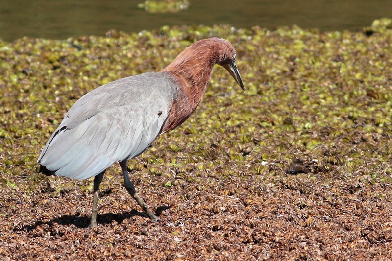 Rufescent Tiger-Heron - ML82008371