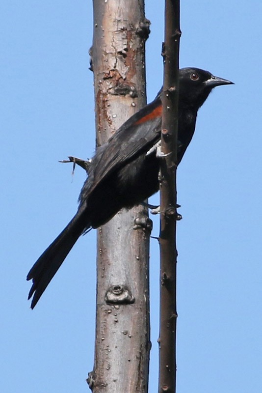 Variable Oriole - ML82008391