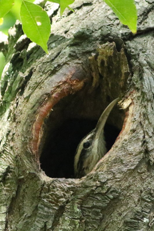 Narrow-billed Woodcreeper - ML82008461