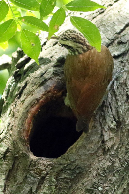 Narrow-billed Woodcreeper - J. Simón Tagtachian