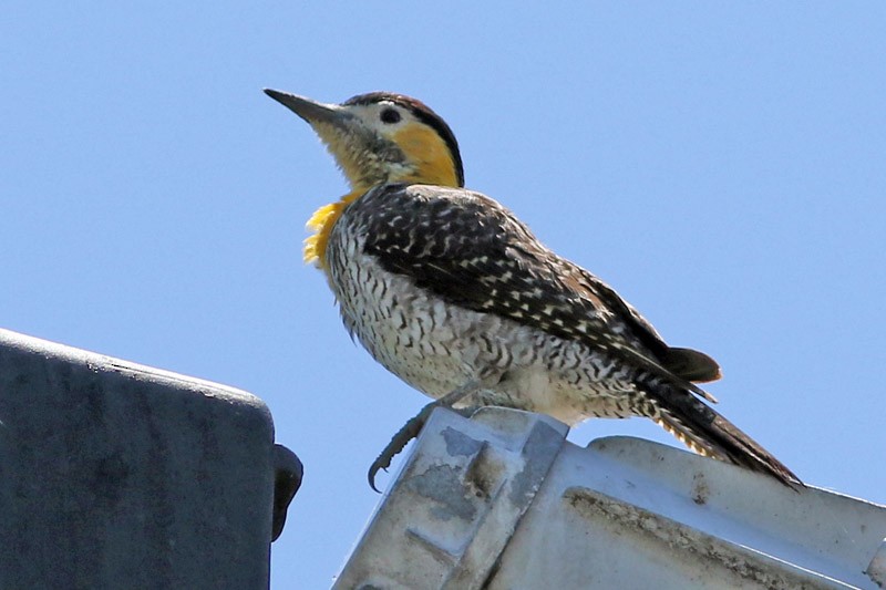 Campo Flicker - ML82008611