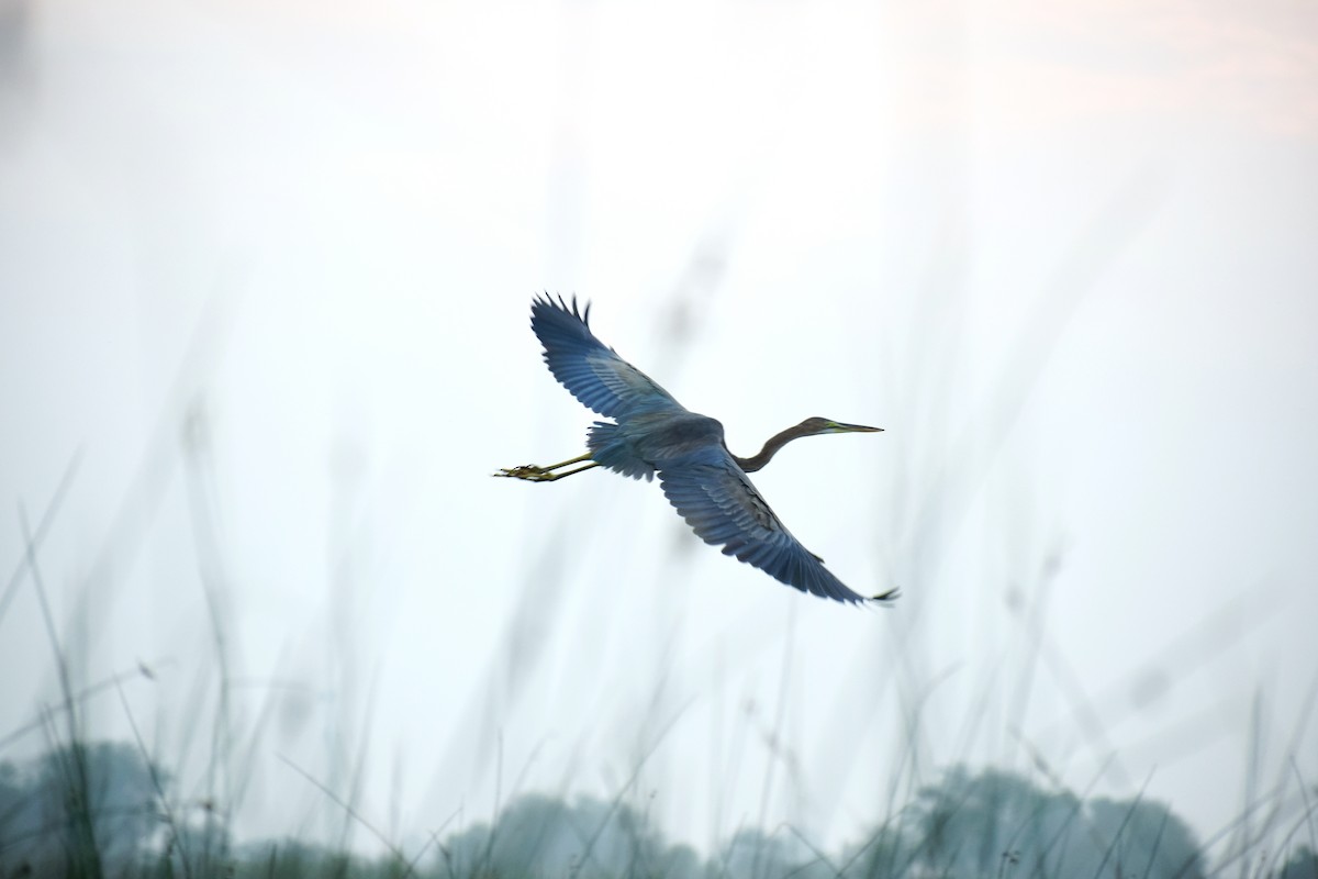 Purple Heron - Anand Vachhani