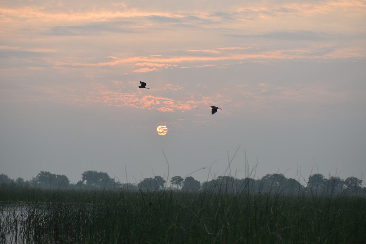 Purple Heron - Anand Vachhani