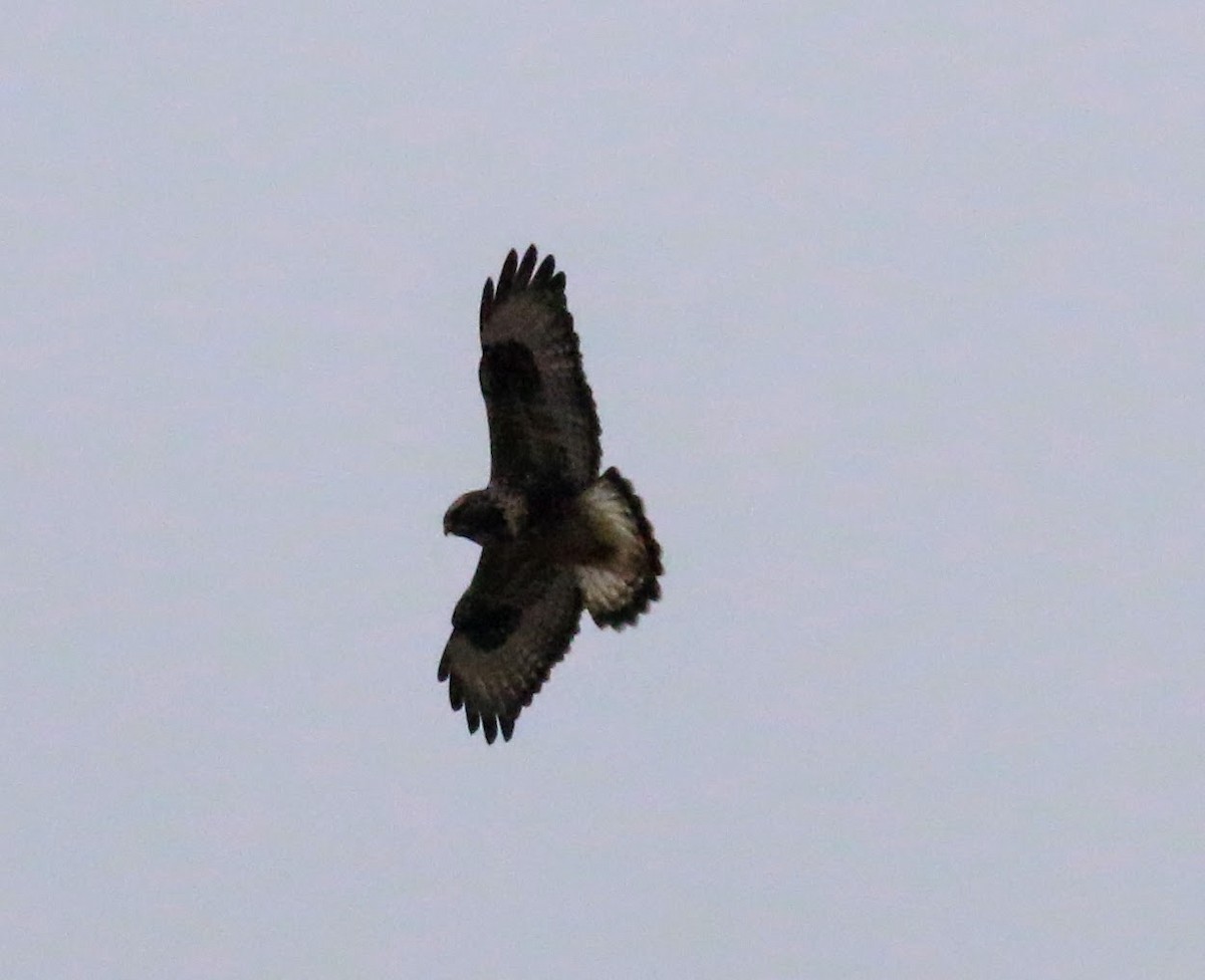 Rough-legged Hawk - ML82013731