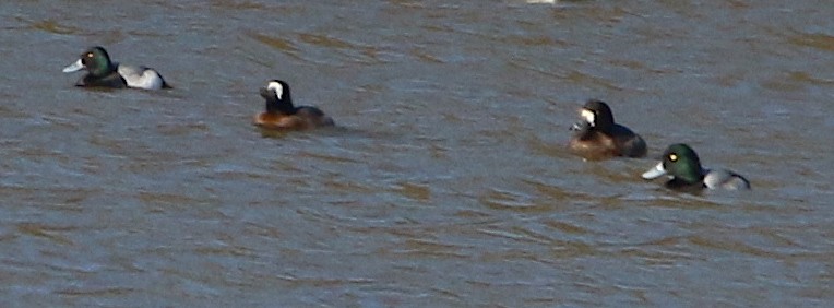 Greater Scaup - ML82014311