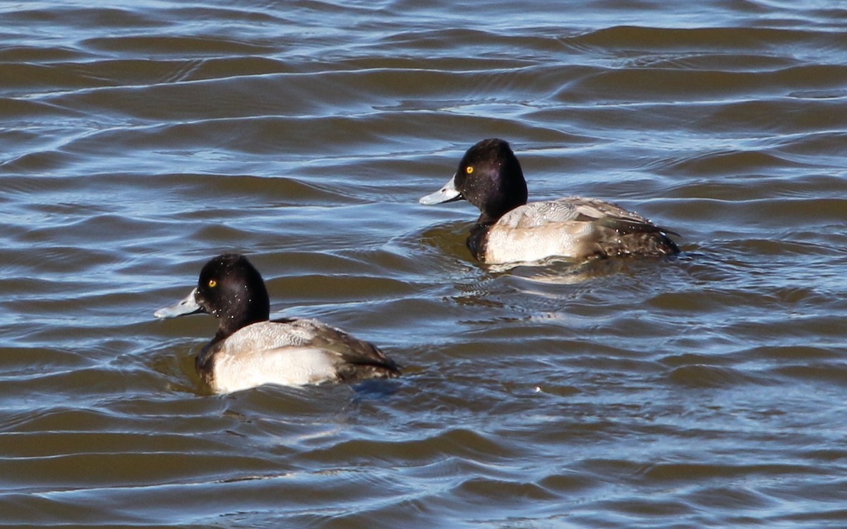 Lesser Scaup - ML82014341