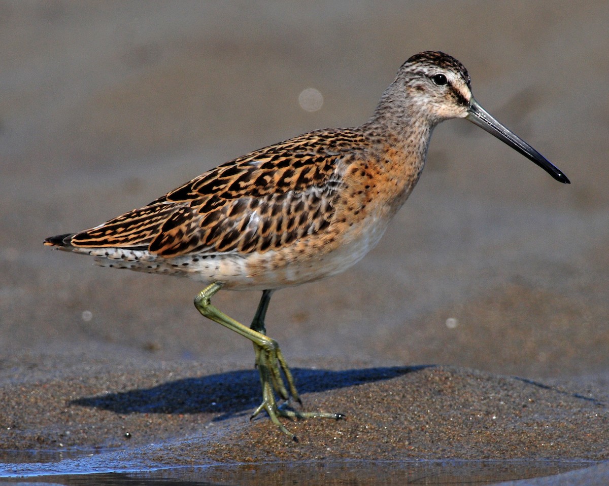 Short-billed Dowitcher - Denis Doucet