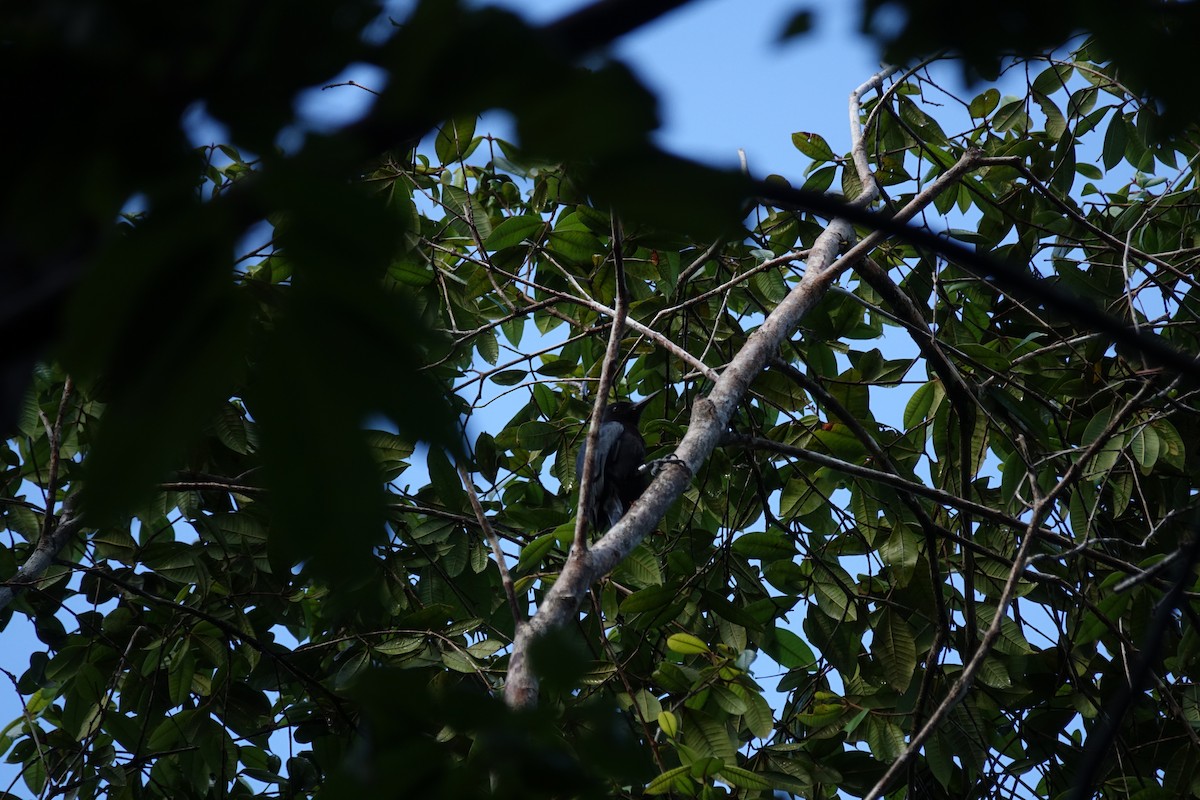 Guadeloupe Woodpecker - ML82015691