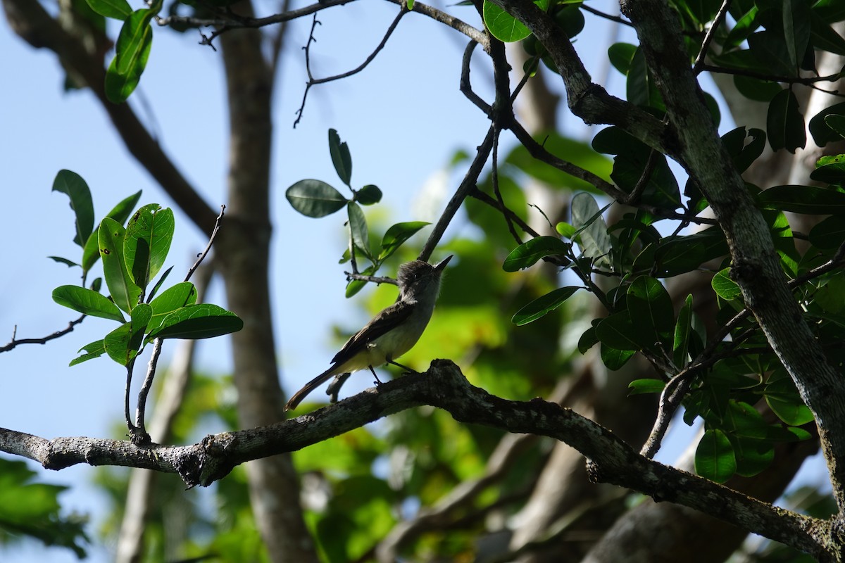 Lesser Antillean Flycatcher - ML82016831