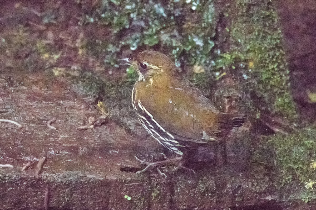 Short-tailed Antthrush - graichen & recer