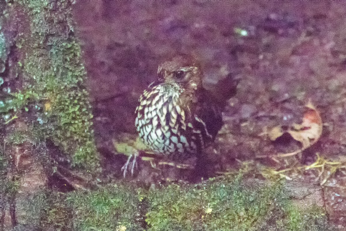 Short-tailed Antthrush - ML82017801