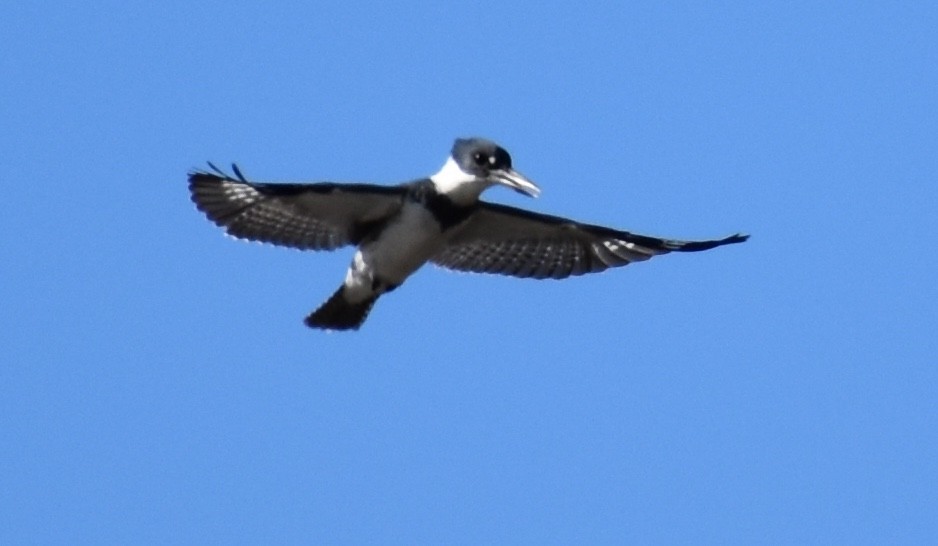 Belted Kingfisher - ML82017891