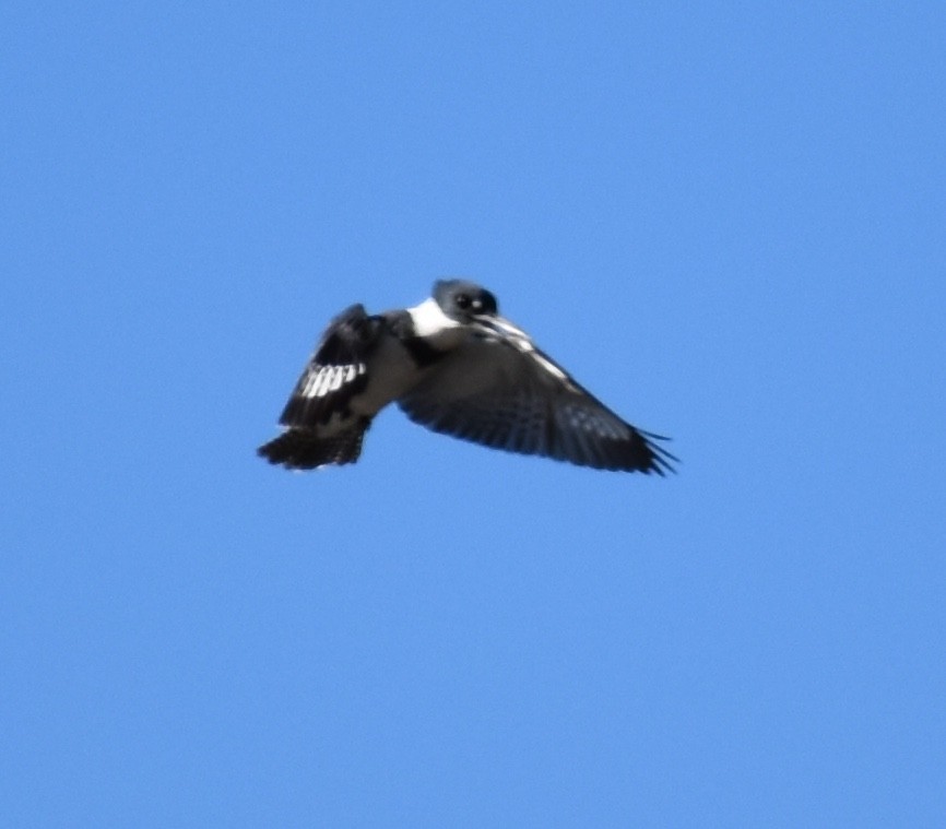 Belted Kingfisher - ML82017901