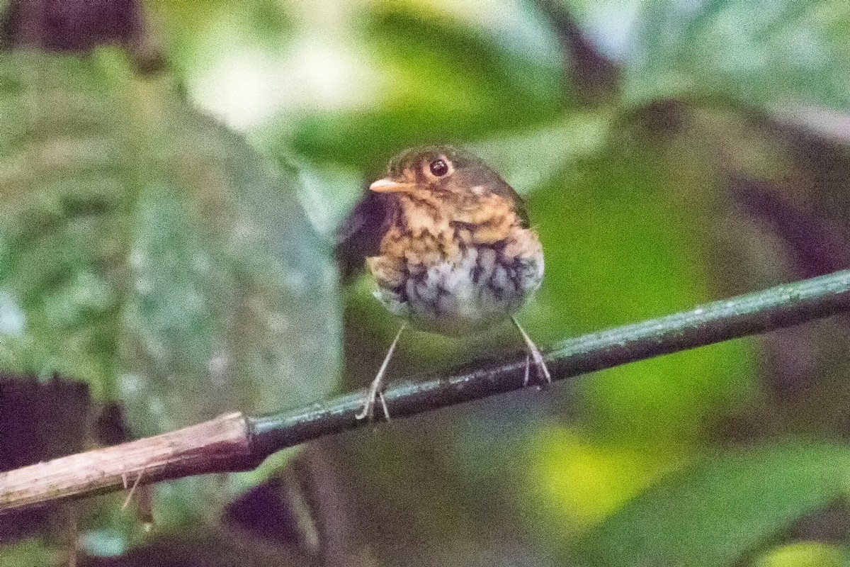 Ochre-breasted Antpitta - ML82017911