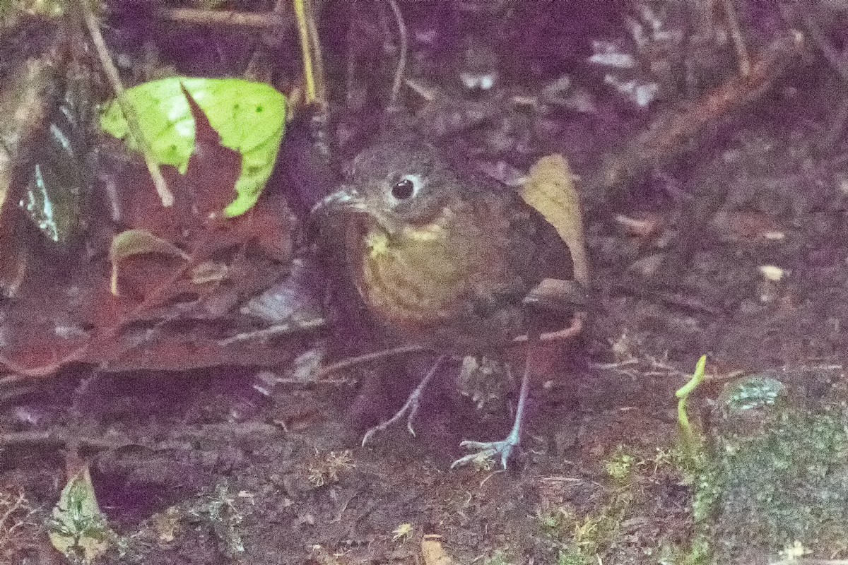 Plain-backed Antpitta - graichen & recer