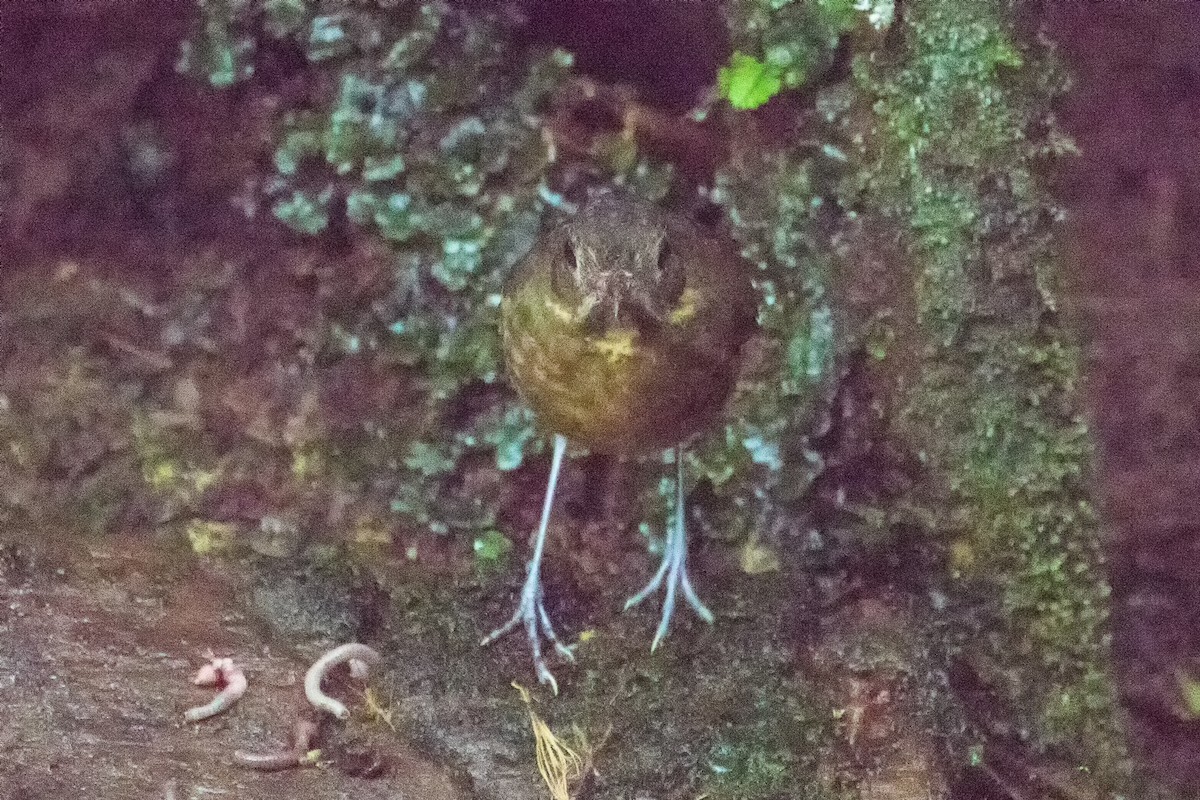 Plain-backed Antpitta - ML82017931