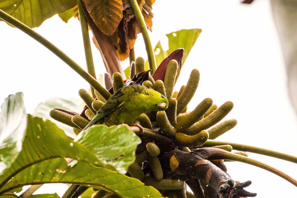 Barred Parakeet - ML82017971