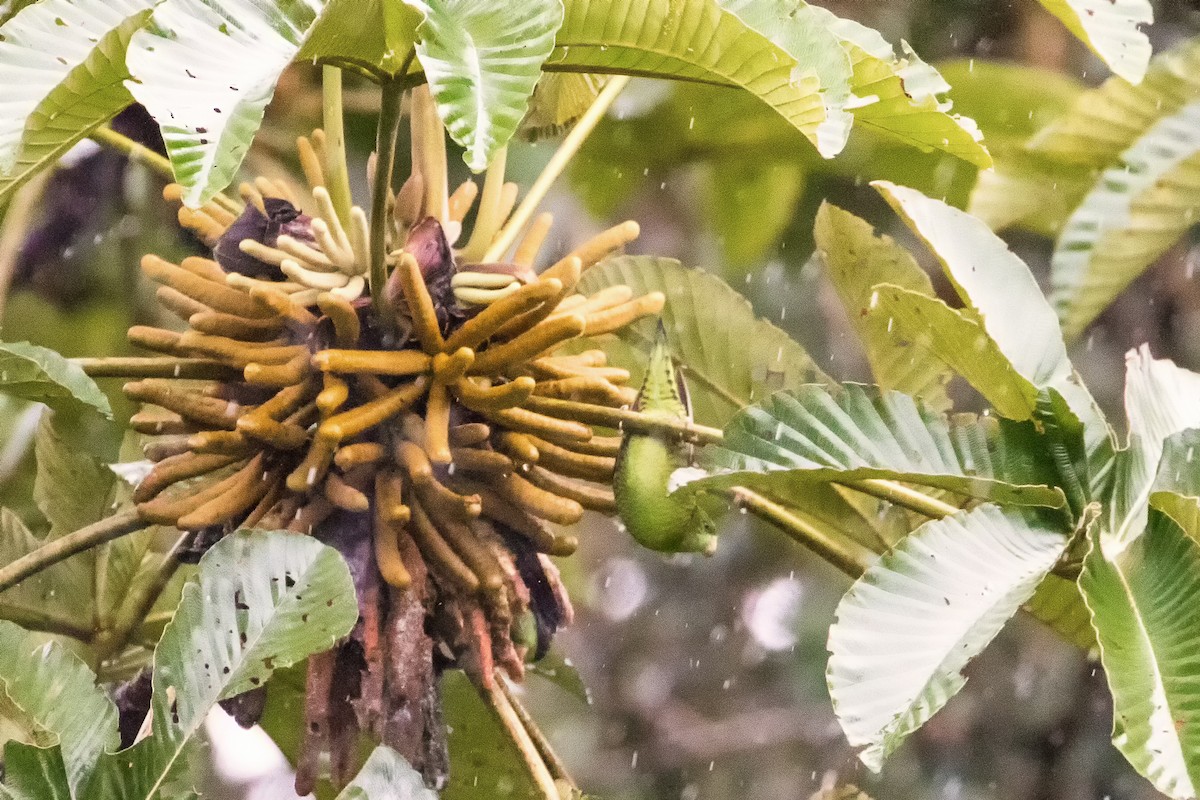 Barred Parakeet - ML82017981