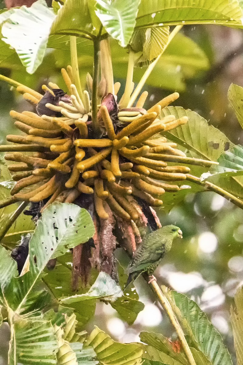 Barred Parakeet - ML82018041