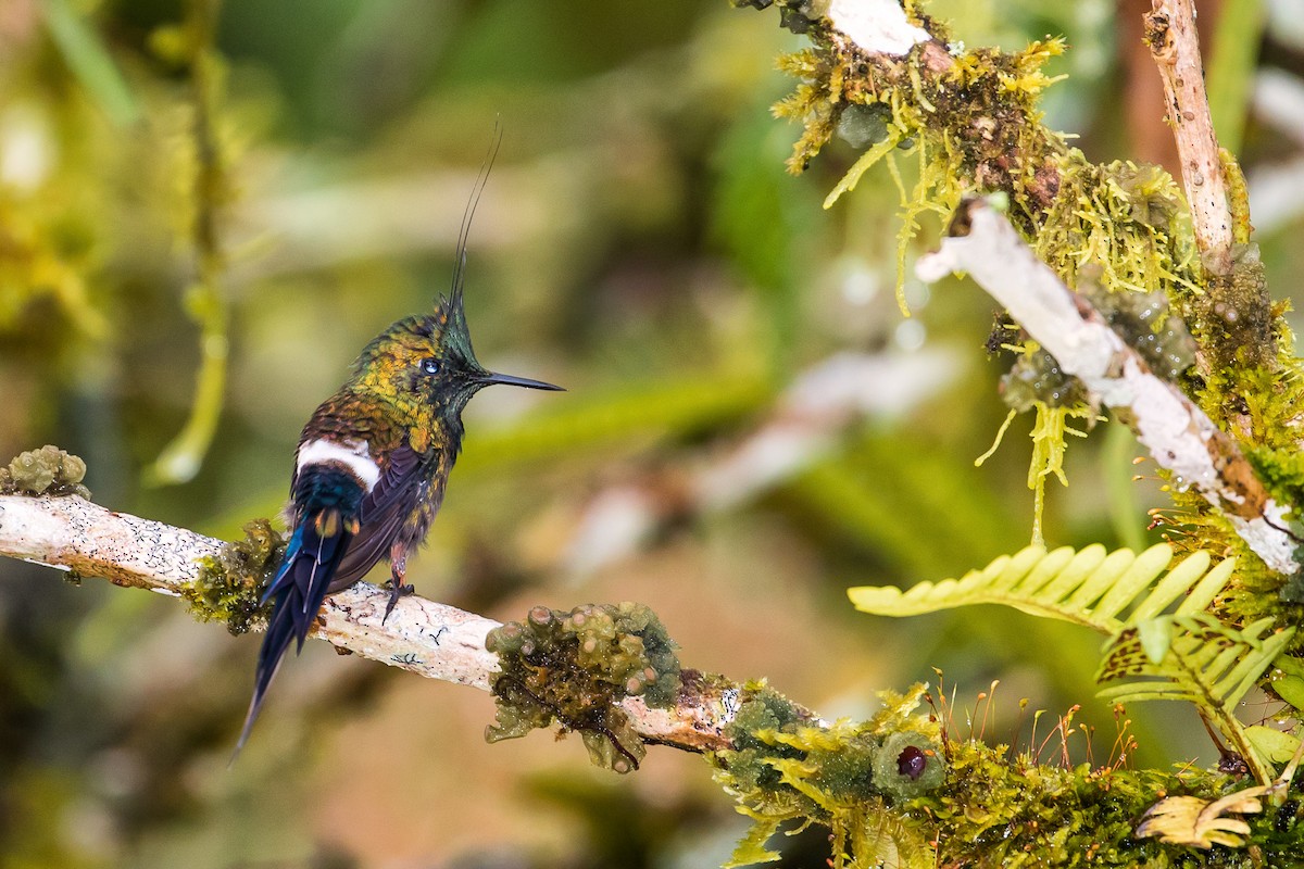 Wire-crested Thorntail - graichen & recer