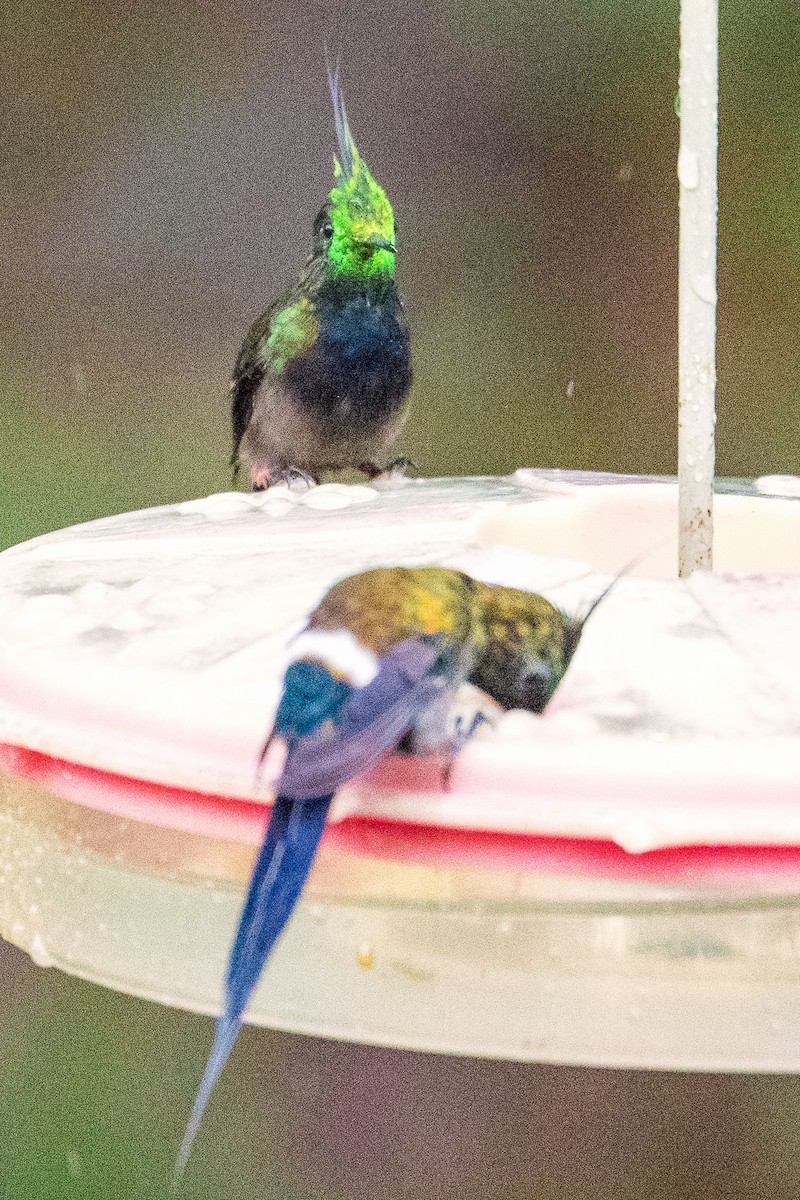 Wire-crested Thorntail - graichen & recer