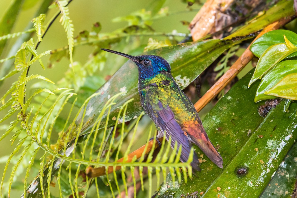 Golden-tailed Sapphire - graichen & recer