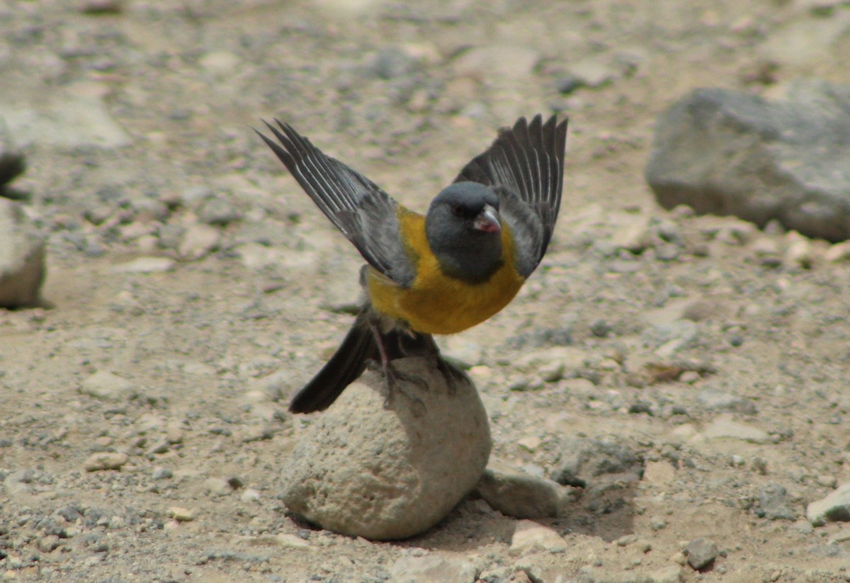 Gray-hooded Sierra Finch - ML82018621