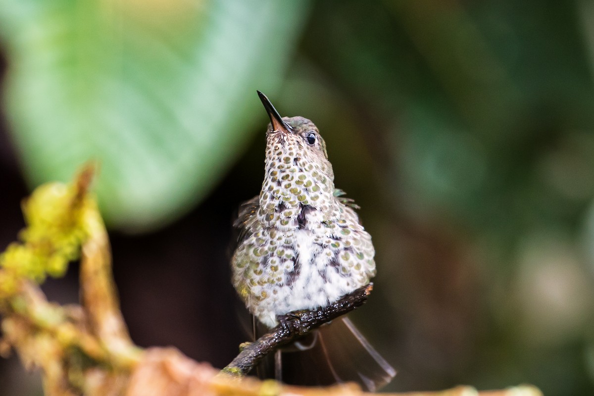 Many-spotted Hummingbird - ML82018691