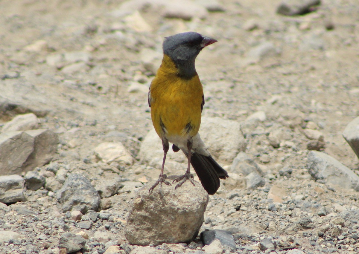 Gray-hooded Sierra Finch - ML82018701