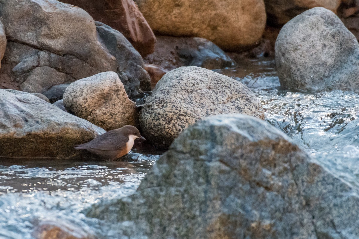 White-throated Dipper - ML82019331