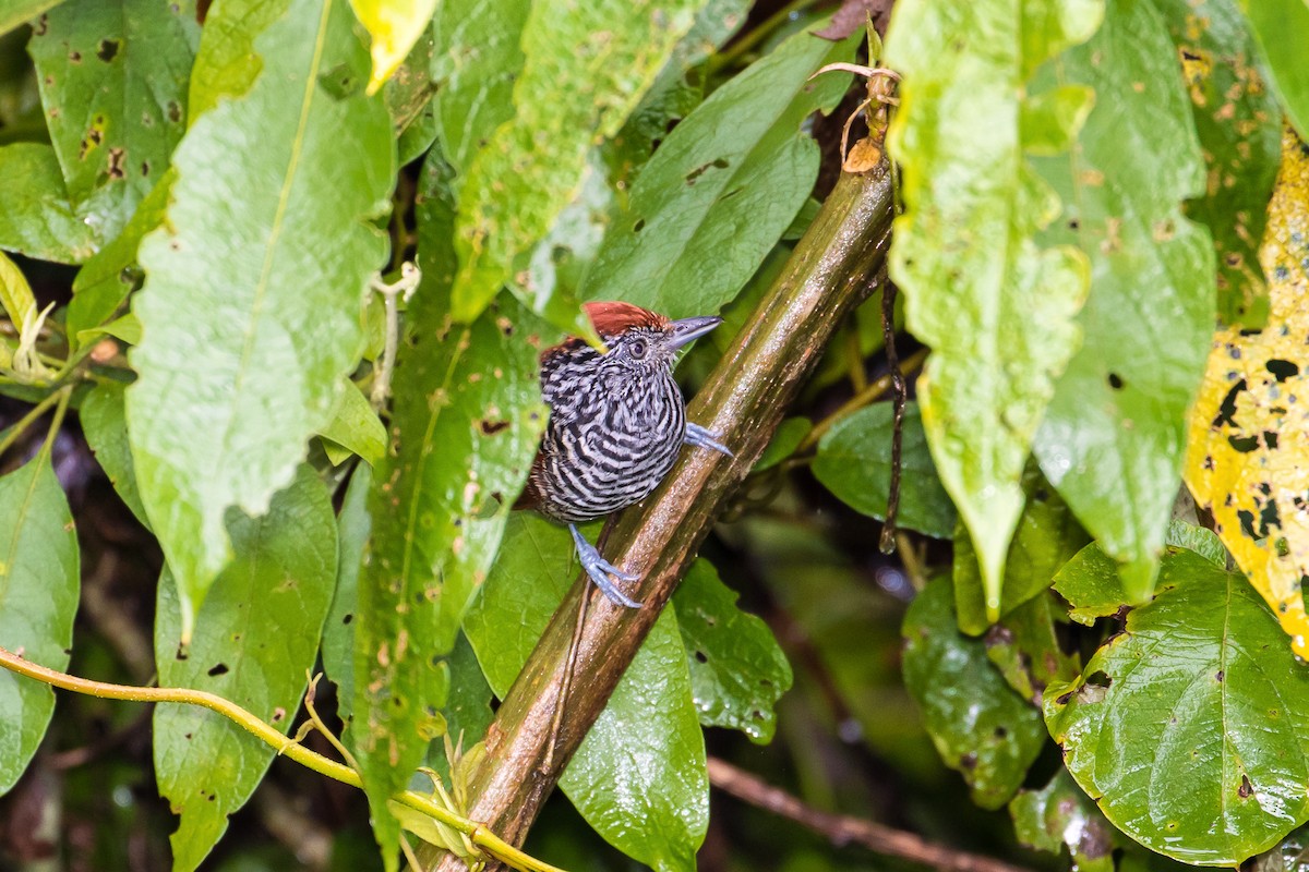 Lined Antshrike - graichen & recer