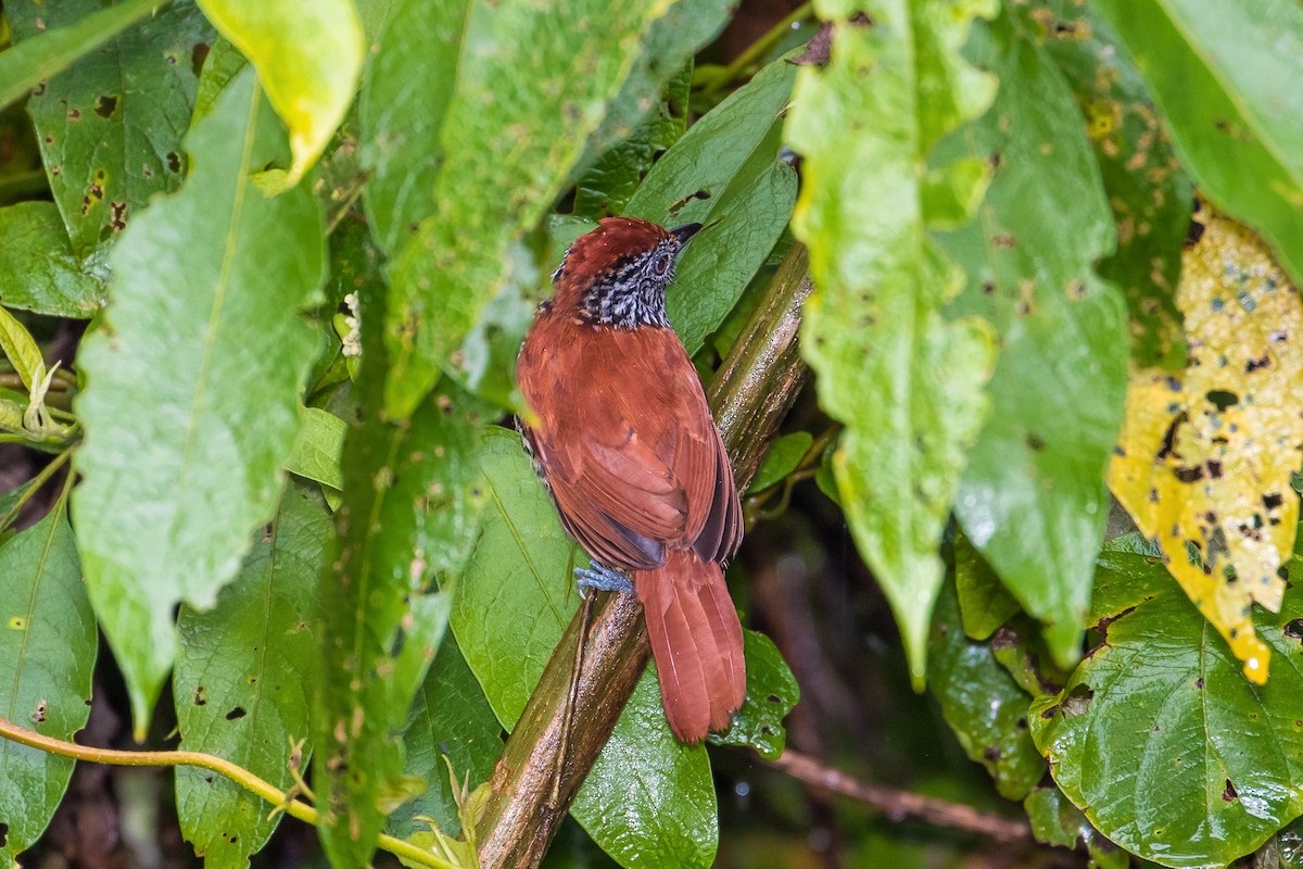 Lined Antshrike - ML82019471