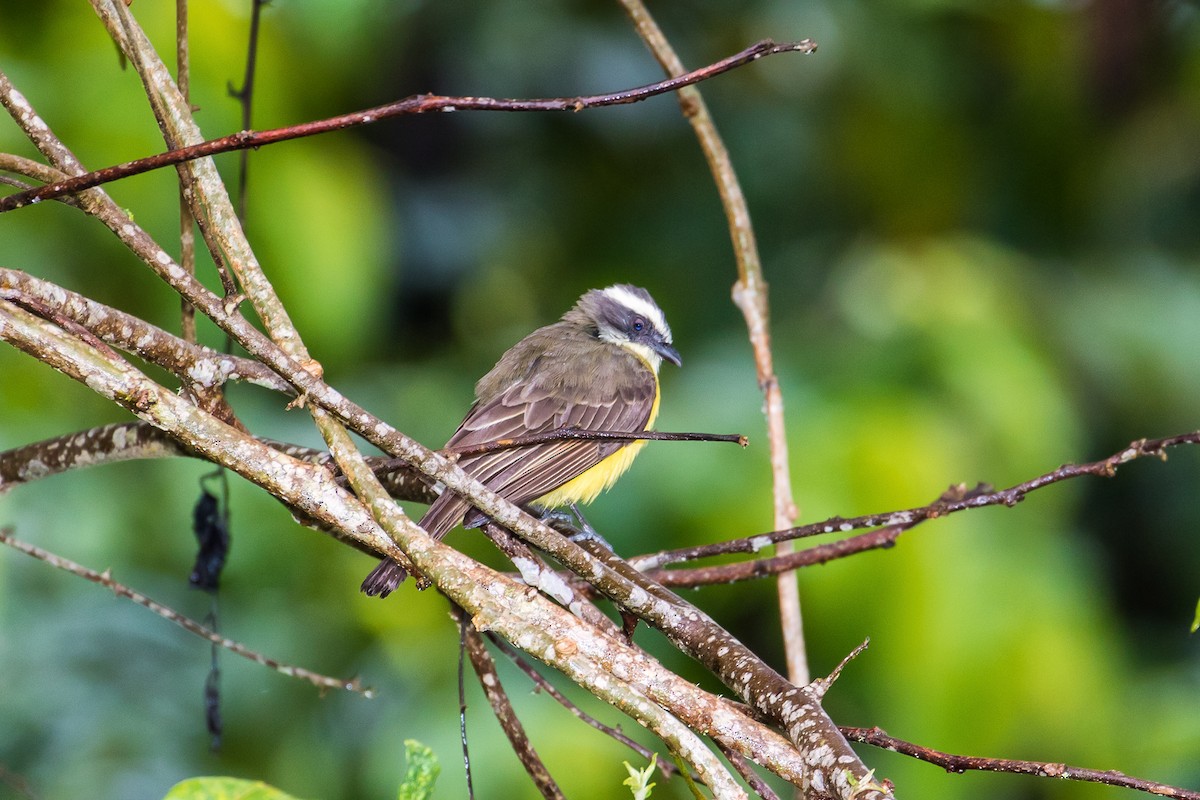 Social Flycatcher (Social) - graichen & recer