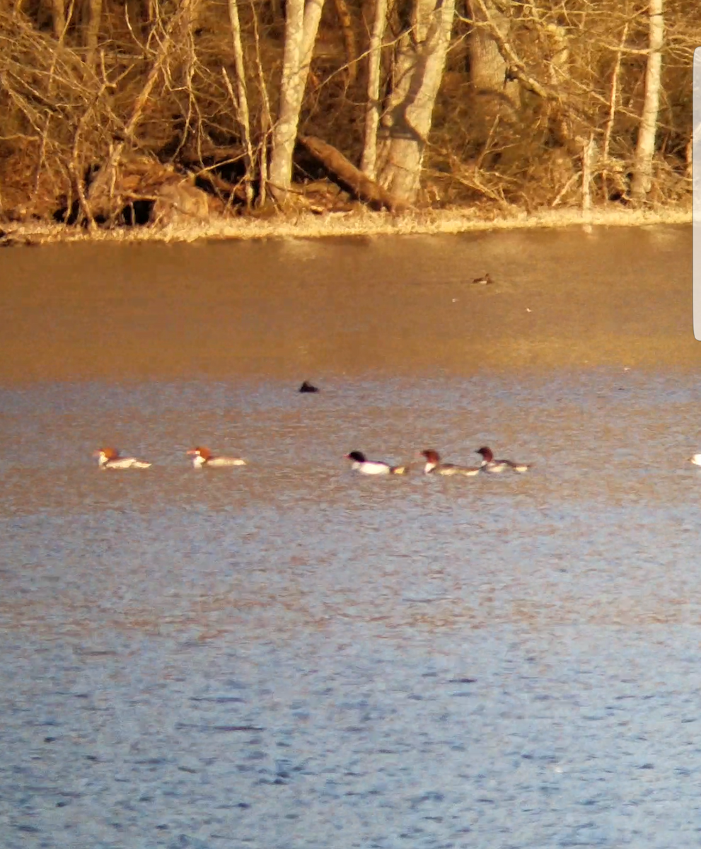 Common Merganser - ML82020081