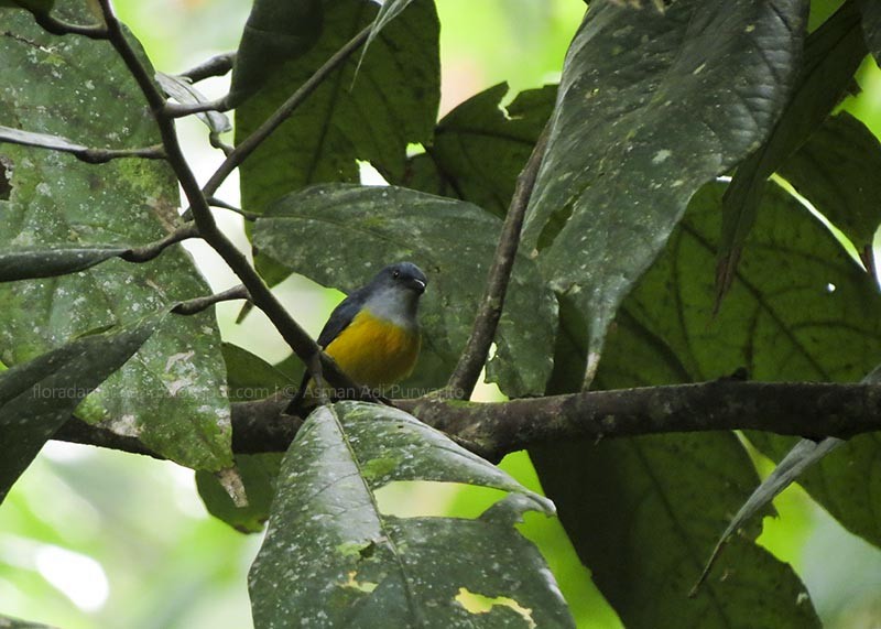 Orange-bellied Flowerpecker - ML82020251